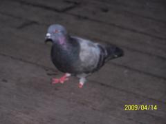 Columba livia domestica