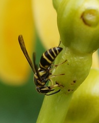 Stenodyneriellus guttulatus