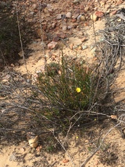 Crocanthemum scoparium