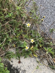 Tridax procumbens