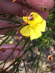 Crocanthemum scoparium