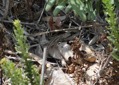 photo of Western Side-blotched Lizard (Uta stansburiana elegans)