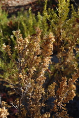 Clinopodium chilense