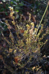 Clinopodium chilense
