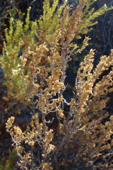 Clinopodium chilense