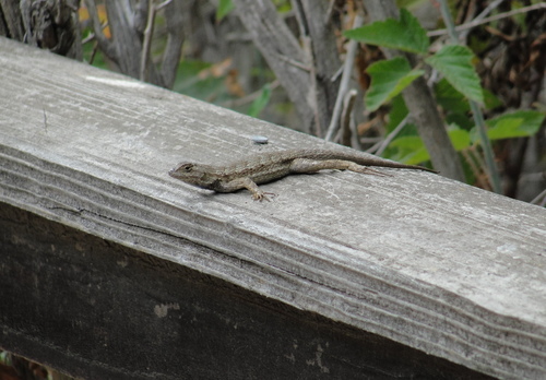 photo of Western Fence Lizard (Sceloporus occidentalis)