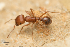 Pogonomyrmex subnitidus