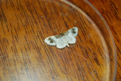 Hydrelia condensata