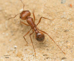 Pogonomyrmex subnitidus