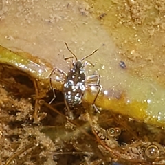 Microvelia americana