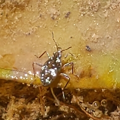 Microvelia americana