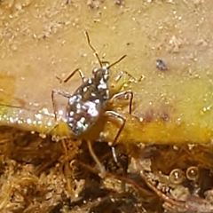 Microvelia americana