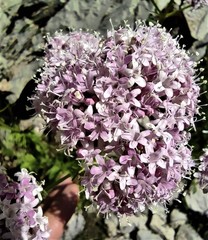 Valeriana montana