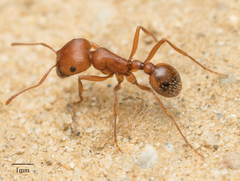 Pogonomyrmex subnitidus