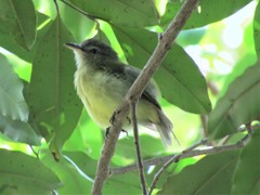Camptostoma obsoletum