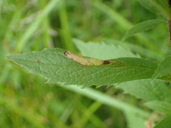 Cremastobombycia solidaginis
