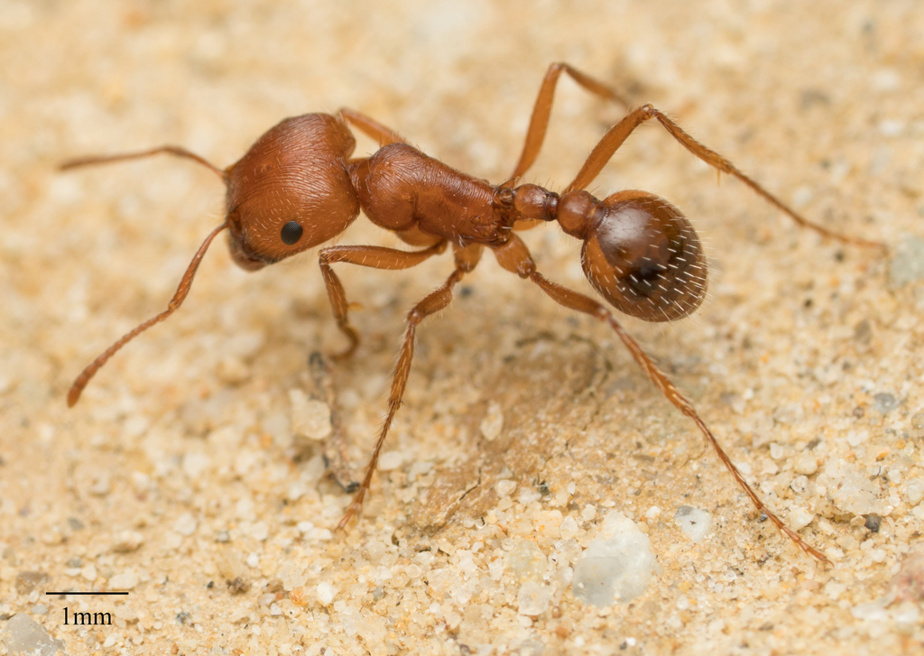 Pogonomyrmex subnitidus