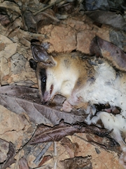 Marmosa robinsoni