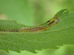Cremastobombycia solidaginis