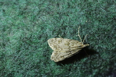 Eudonia lacustrata