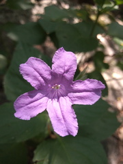 Ruellia occidentalis
