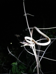 Oxybelis rutherfordi