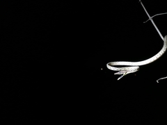 Oxybelis rutherfordi