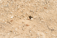 Pogonomyrmex subnitidus