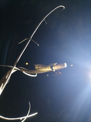 Oxybelis rutherfordi