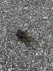 Cryptotympana facialis