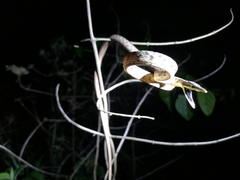 Oxybelis rutherfordi