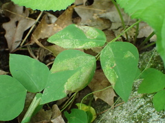 Macrosaccus morrisella