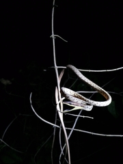 Oxybelis rutherfordi