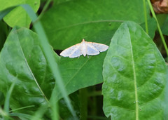 Polygrammodes flavidalis