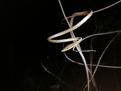 Oxybelis rutherfordi