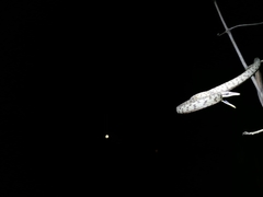 Oxybelis rutherfordi