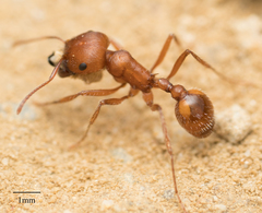 Pogonomyrmex subnitidus