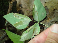 Macrosaccus morrisella