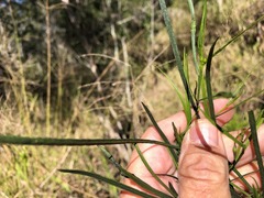 Dodonaea stenophylla