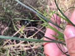 Dodonaea stenophylla