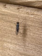 Dactylomyia lateralis