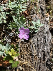 Epilobium rigidum