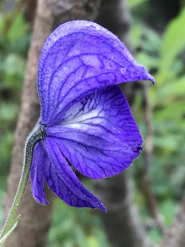 Larkspurleaf Monkshood