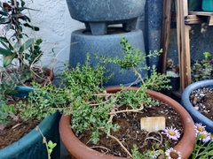 Baccharis pilularis pilularis