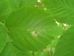 Caloptilia ostryaeella
