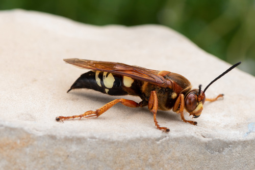Eastern Cicada-killer Wasp, photo 3 of 10