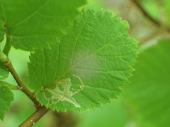 Caloptilia ostryaeella