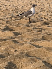 Leucophaeus atricilla