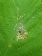 Caloptilia ostryaeella