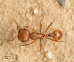 Pogonomyrmex subnitidus